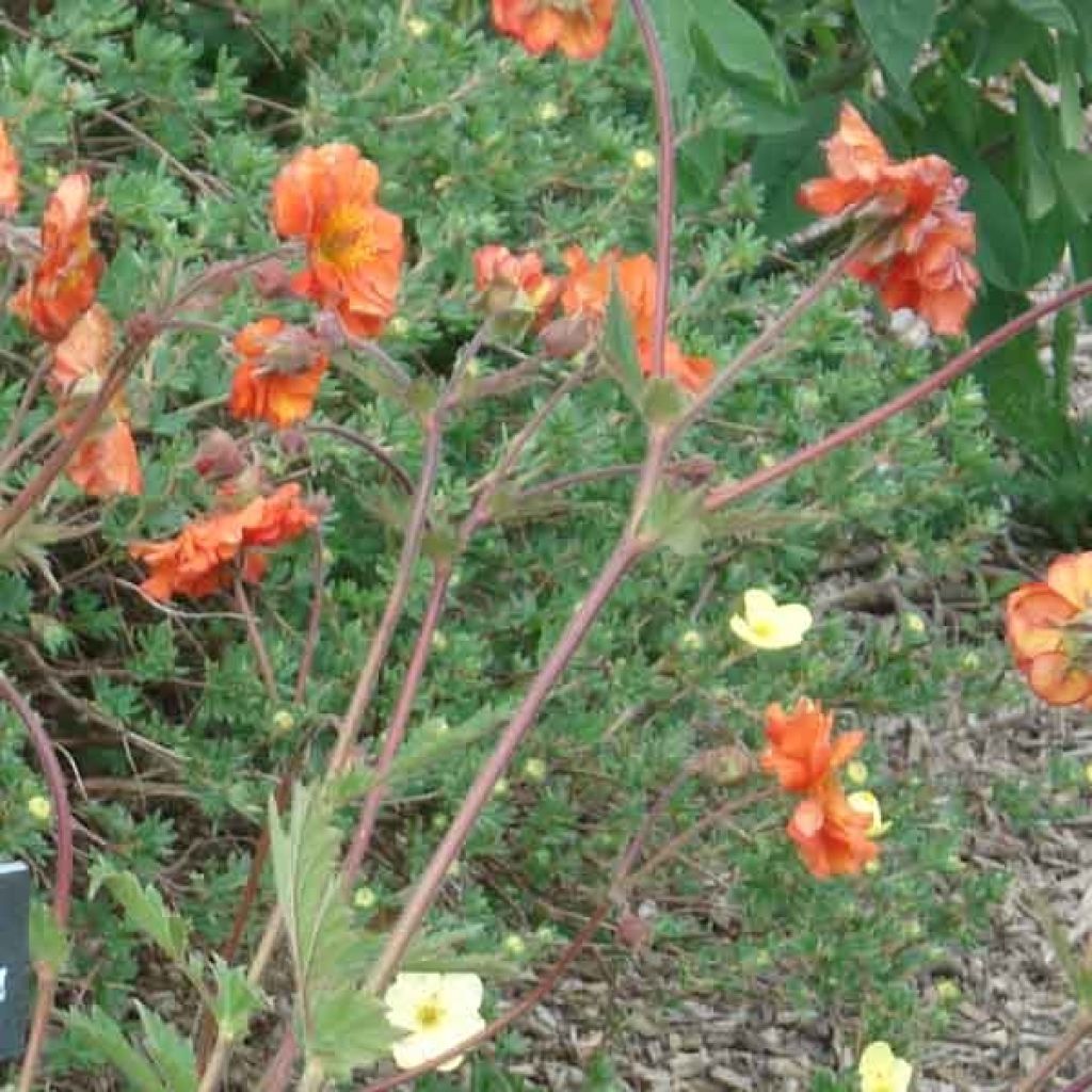 Geum coccineum Borisii - Scharlachrote Nelkenwurz