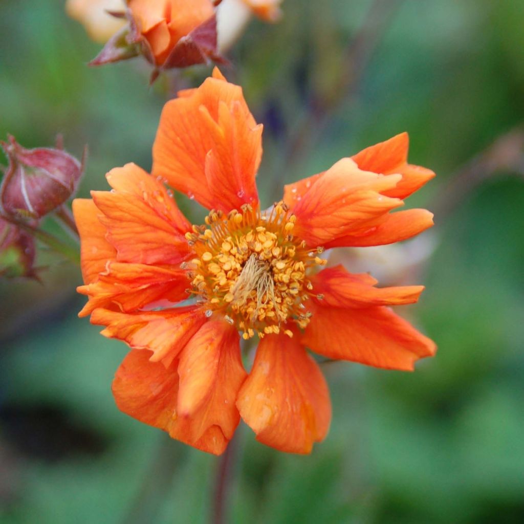 Geum coccineum Cocktail Sea Breeze - Scharlachrote Nelkenwurz