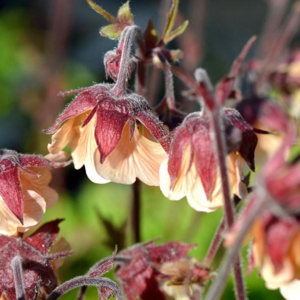 Geum rivale Coppertone - Bach-Nelkenwurz