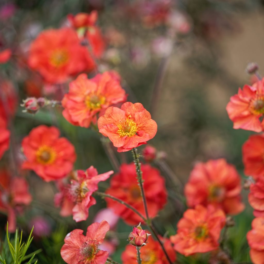 Geum Coral Tempest - Nelkenwurz