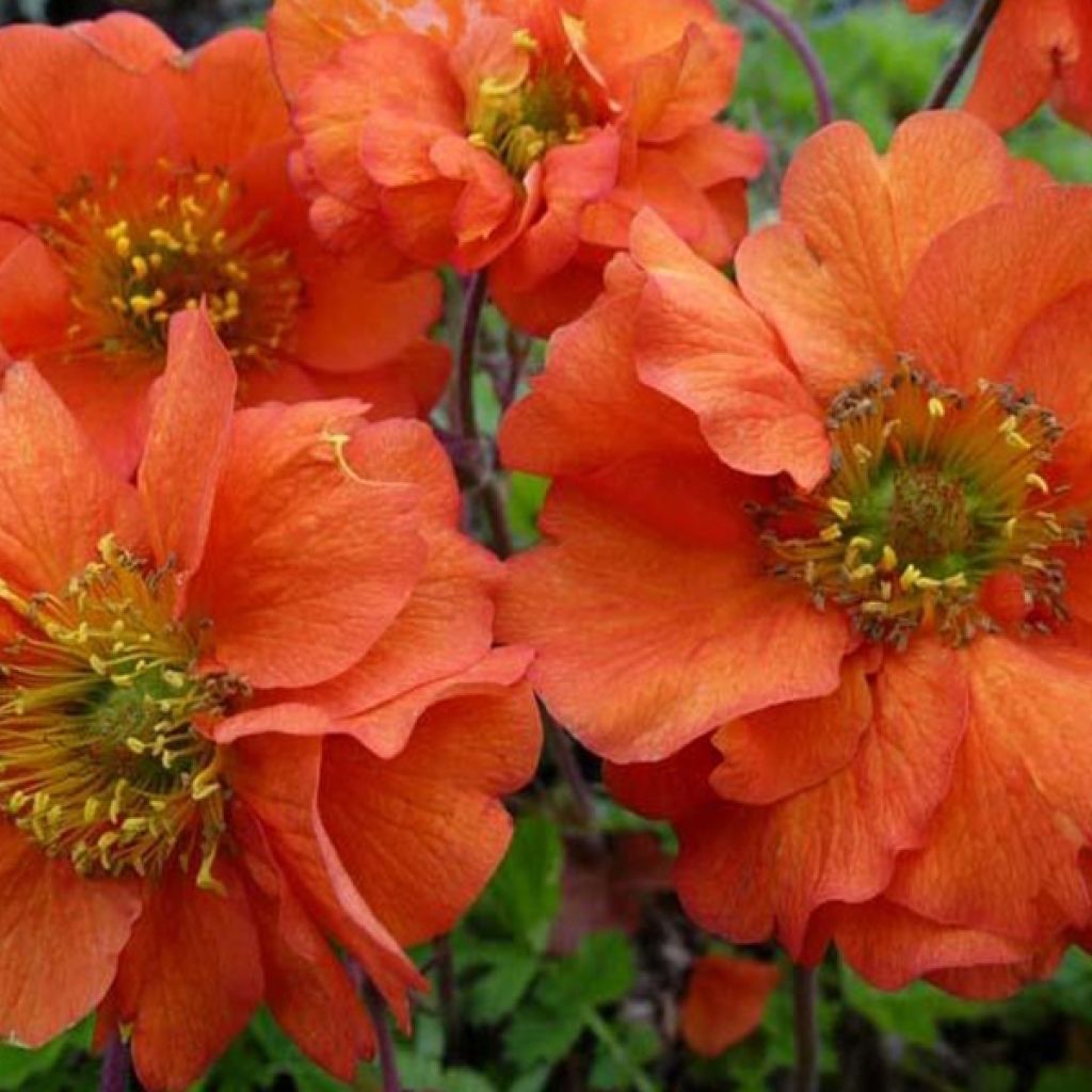 Geum chiloense Dolly North - Chilenische Nelkenwurz