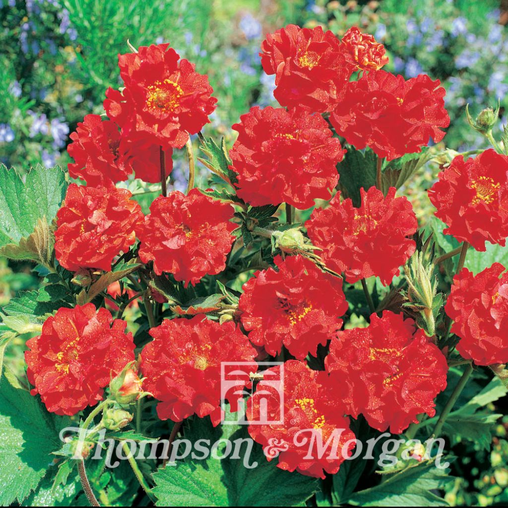 Geum coccineum Flore Pleno Blazing Sunset (Samen) - Scharlachrote Nelkenwurz