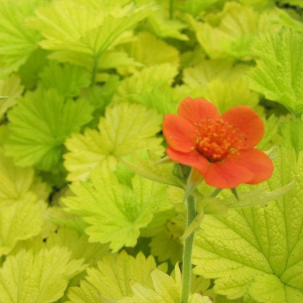 Geum Eos - Nelkenwurz