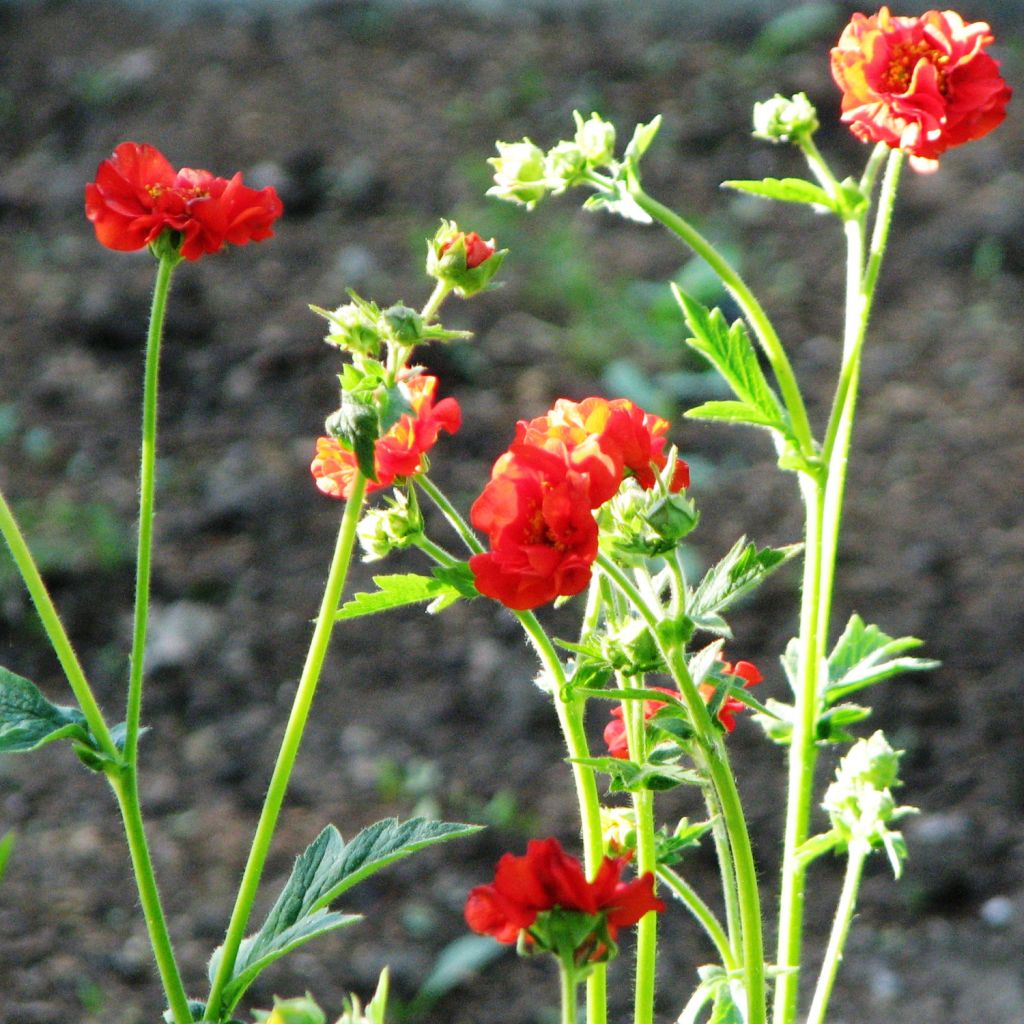 Geum Feuerball - Benoîte rouge-orangé 