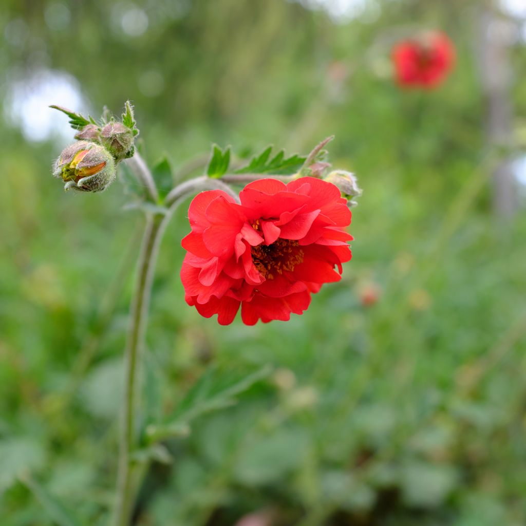 Geum chiloense Feuerball - Chilenische Nelkenwurz