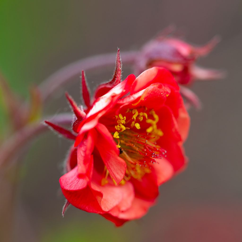 Geum Flames of Passion - Nelkenwurz