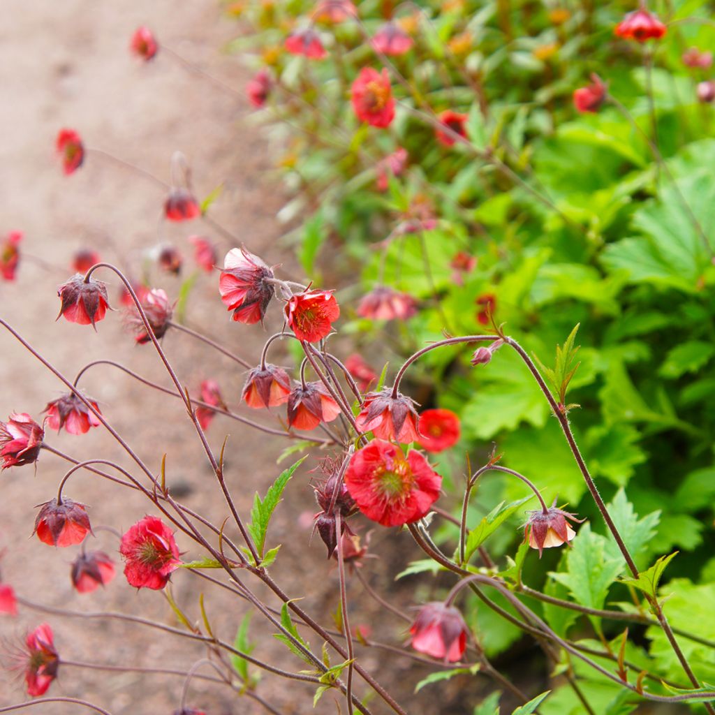 Geum Flames of Passion - Nelkenwurz