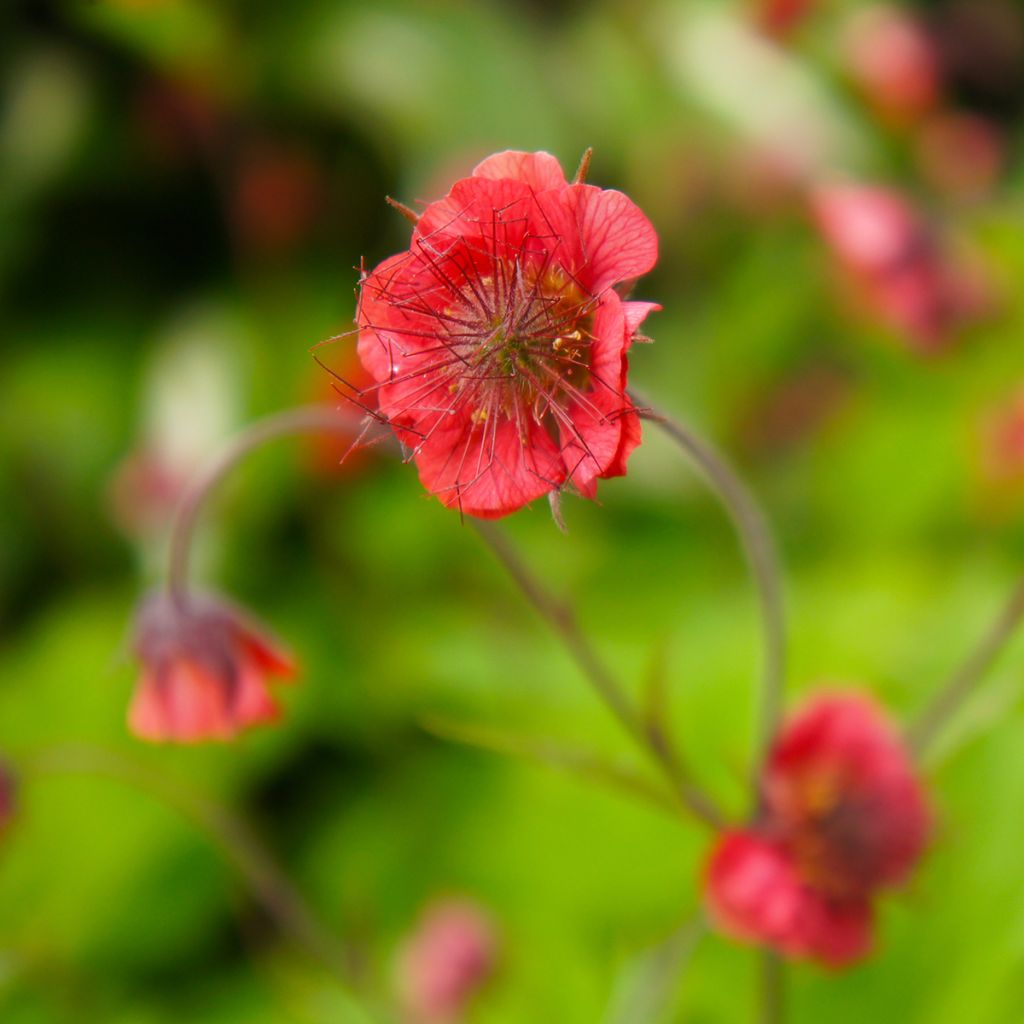 Geum Flames of Passion - Nelkenwurz