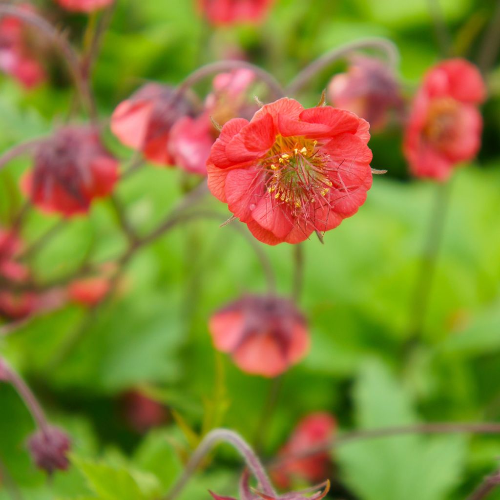 Geum Flames of Passion - Nelkenwurz