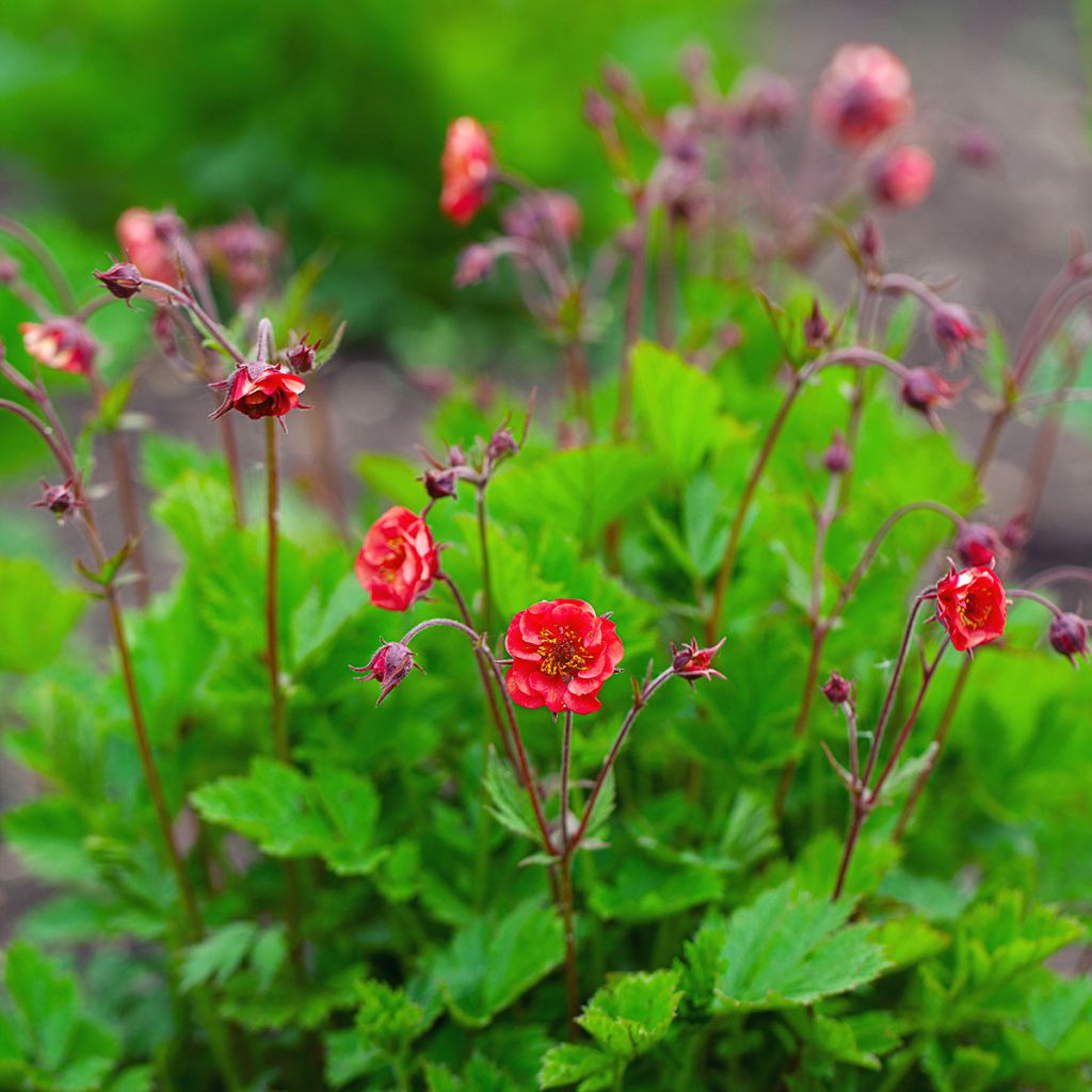 Geum Flames of Passion - Nelkenwurz