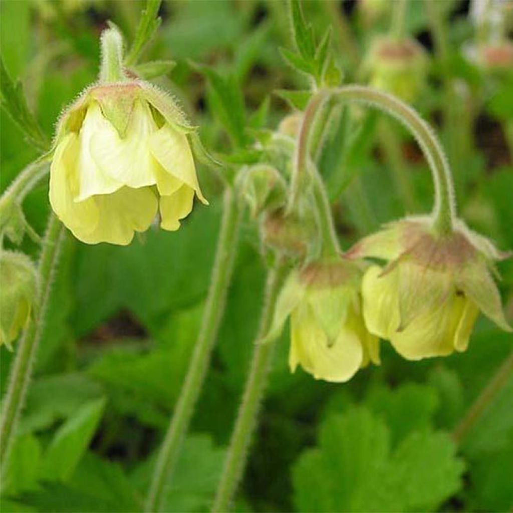 Geum rivale Lemon Drops - Bach-Nelkenwurz