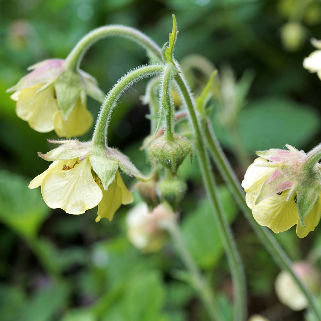 Geum rivale Lemon Drops - Bach-Nelkenwurz