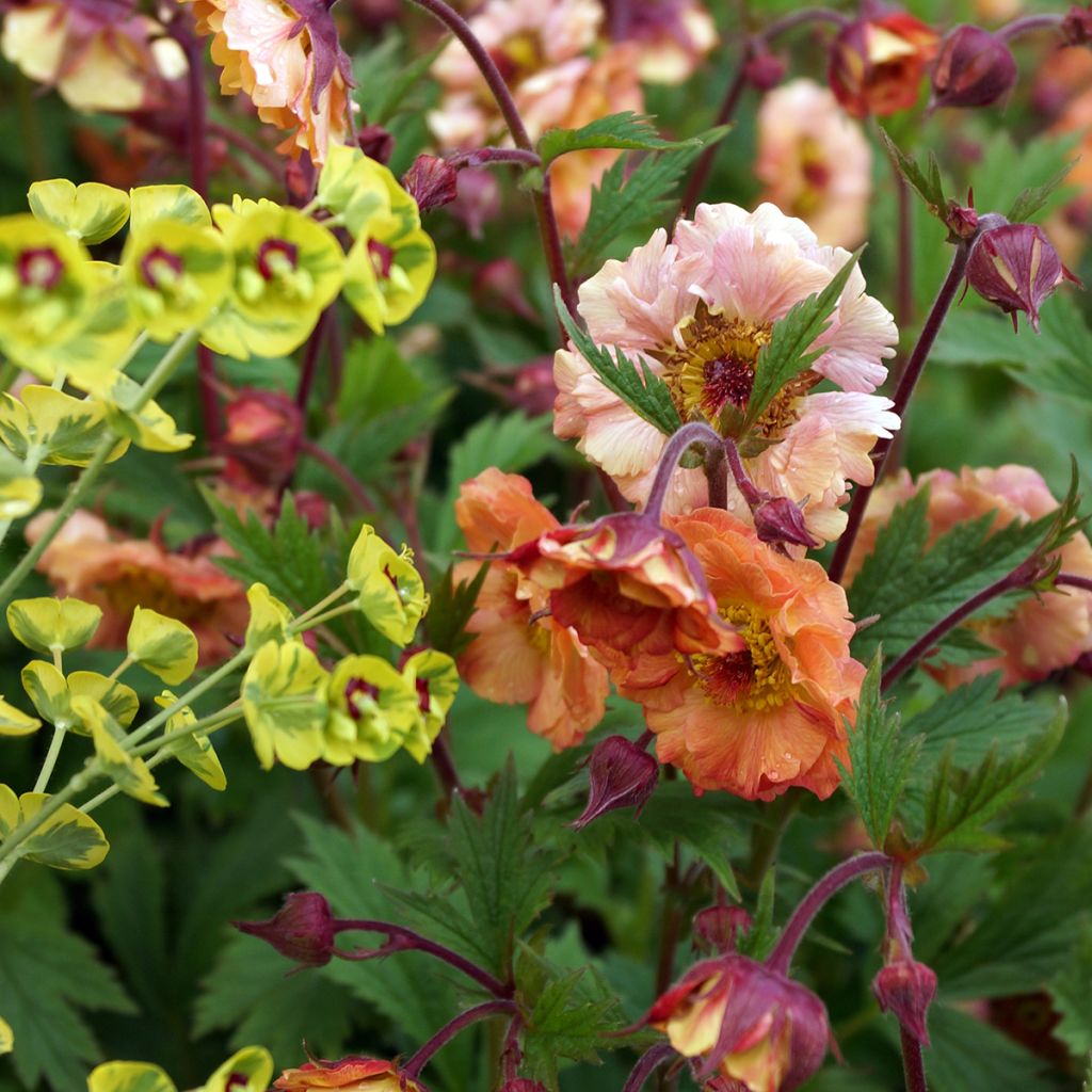 Geum rivale Mai tai - Bach-Nelkenwurz