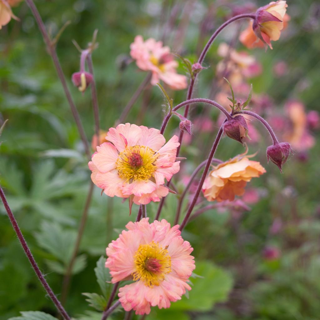 Geum rivale Mai tai - Bach-Nelkenwurz