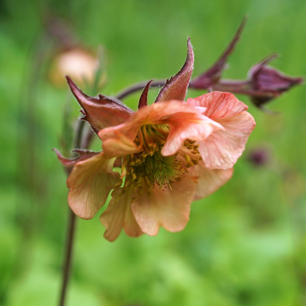 Geum rivale Mai tai - Bach-Nelkenwurz