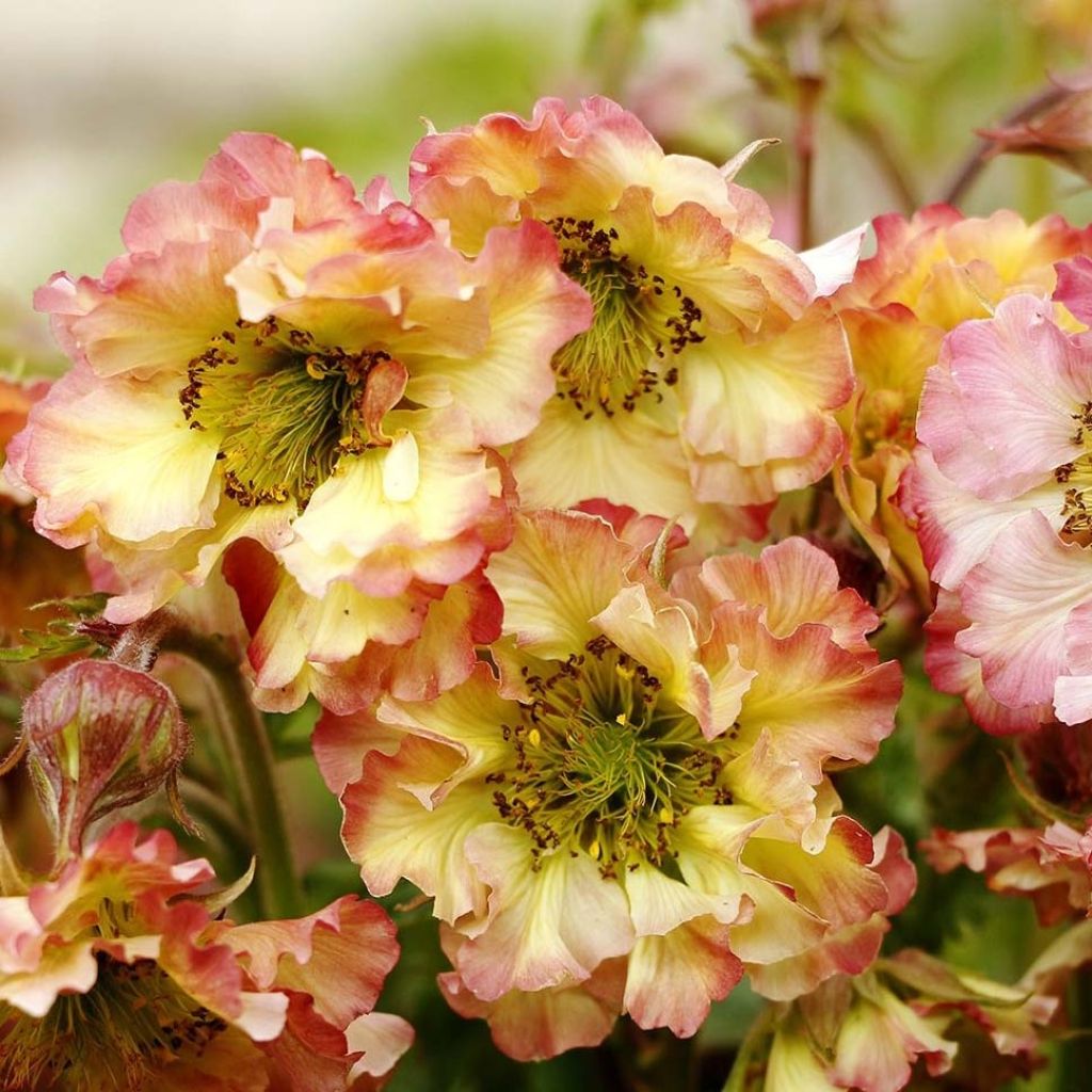 Geum Pretticoats Peach - Nelkenwurz