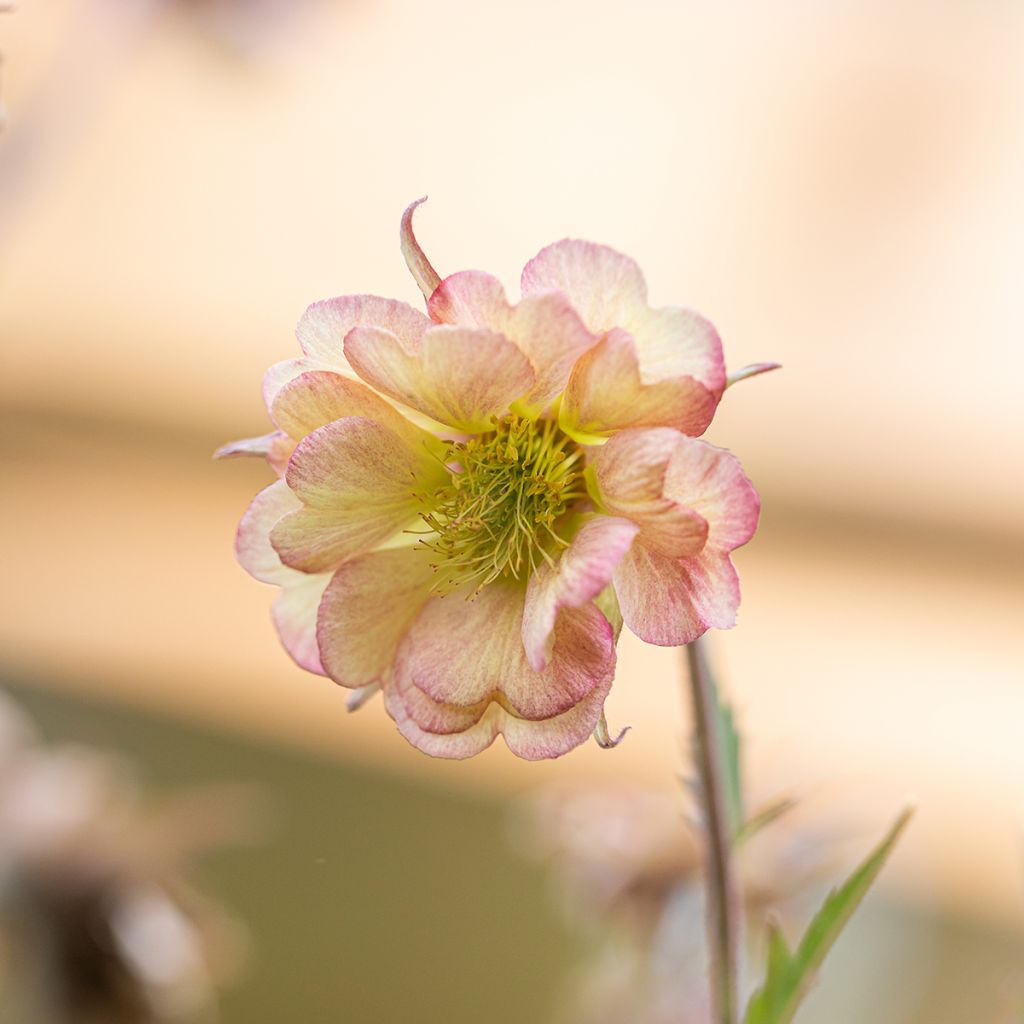 Geum Pretticoats Peach - Nelkenwurz