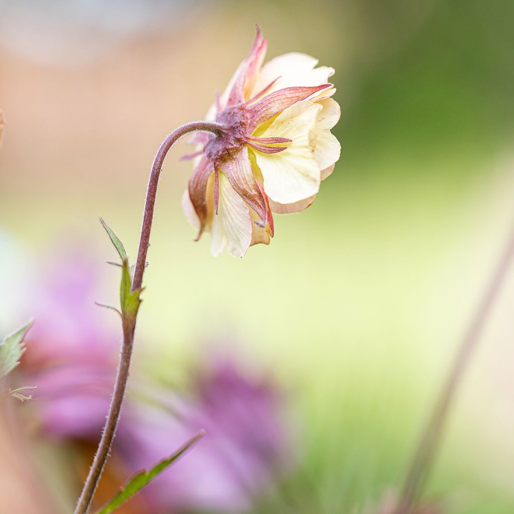 Geum Pretticoats Peach - Nelkenwurz