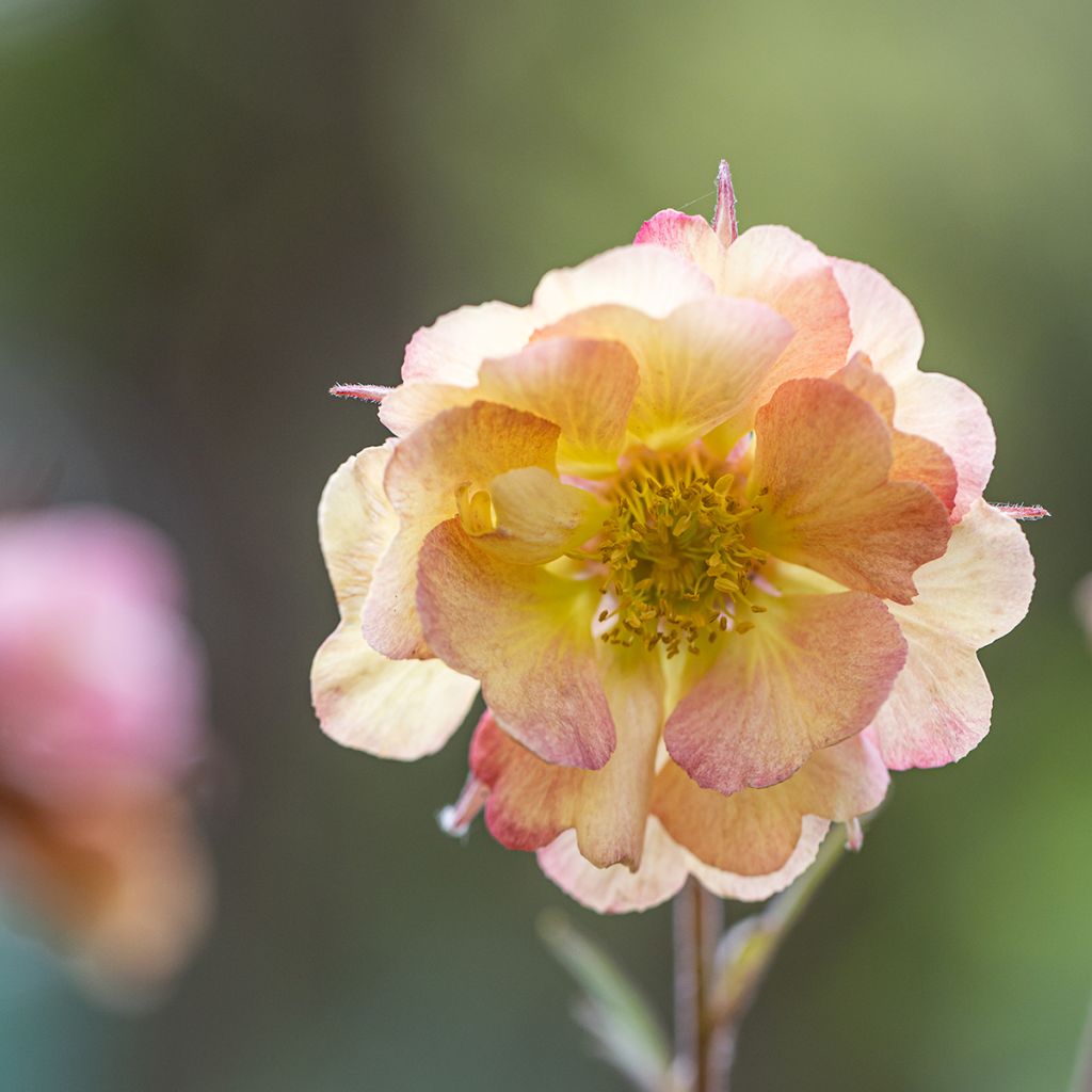 Geum Pretticoats Peach - Nelkenwurz