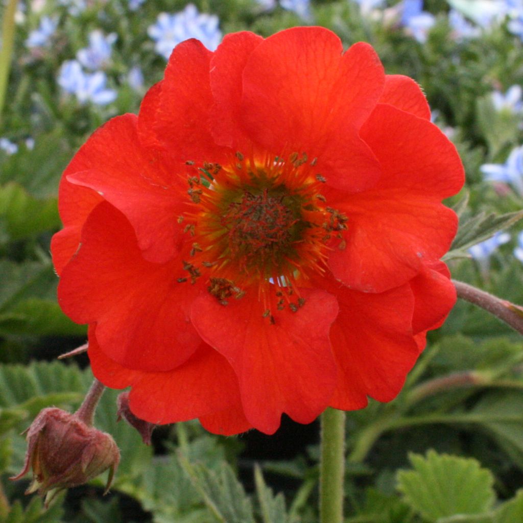 Geum coccineum Red Wings - Benoîte rouge double