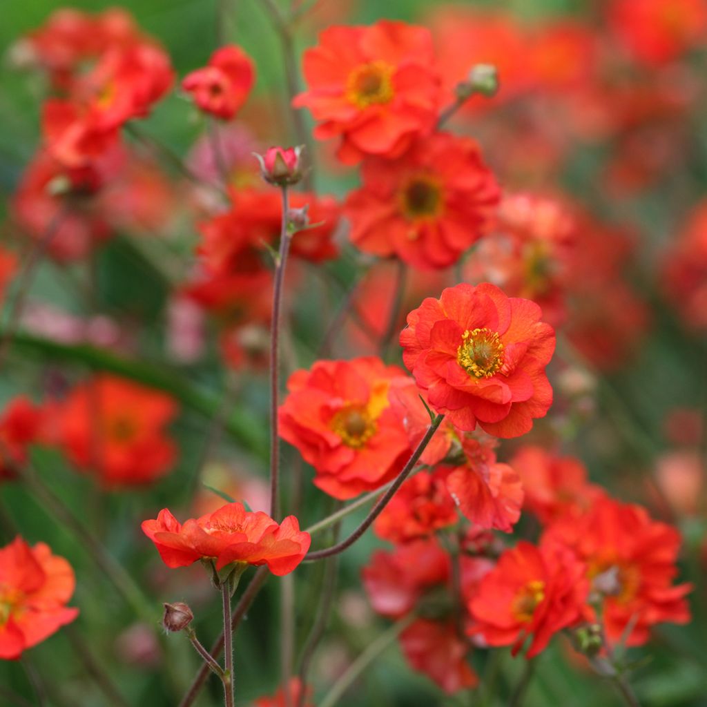 Geum Scarlet Tempest - Nelkenwurz