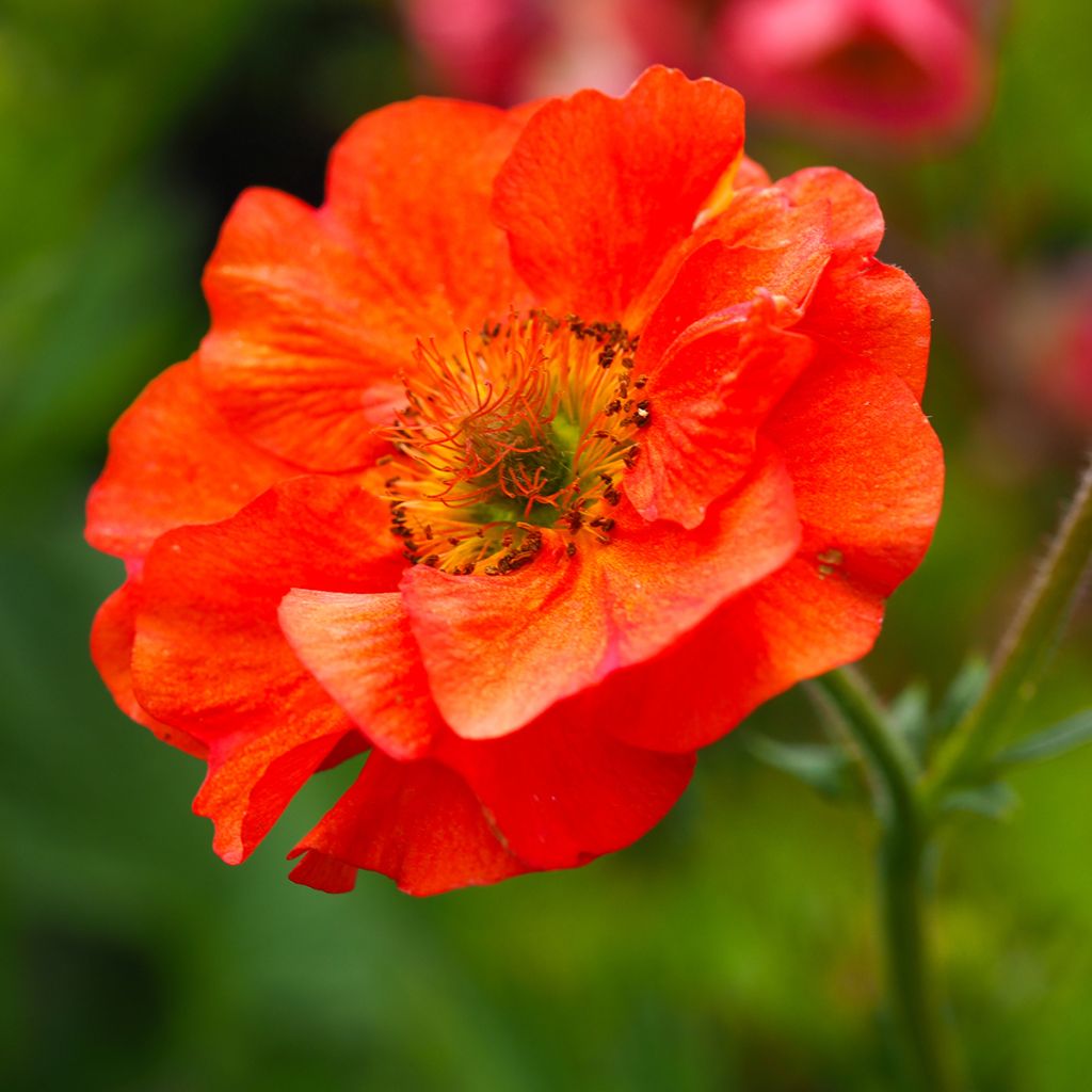 Geum Scarlet Tempest - Nelkenwurz