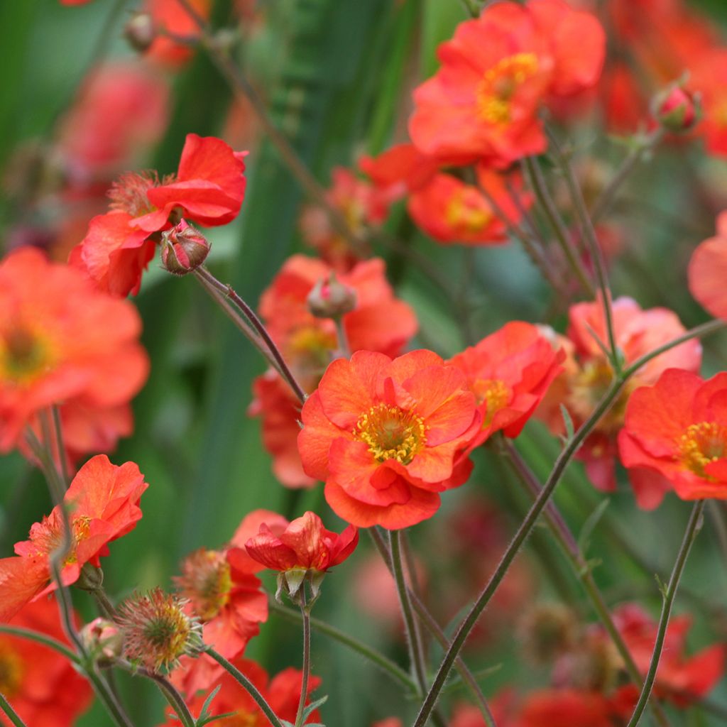 Geum Scarlet Tempest - Nelkenwurz