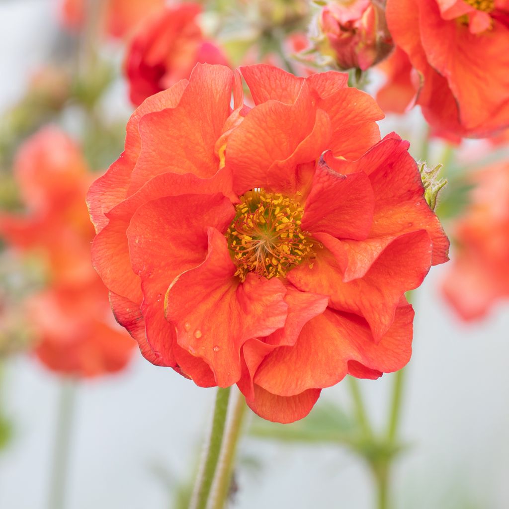 Geum Scarlet Tempest - Nelkenwurz