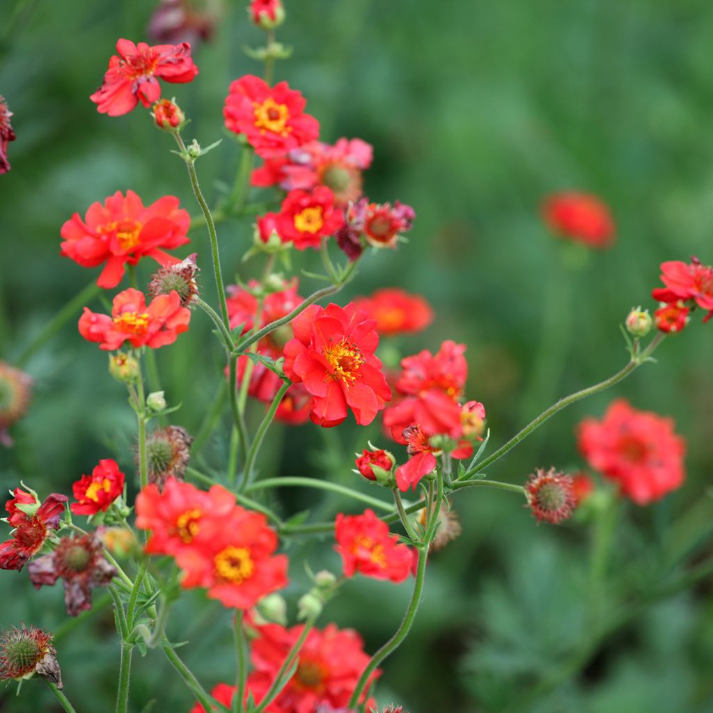 Geum Scarlet Tempest - Nelkenwurz