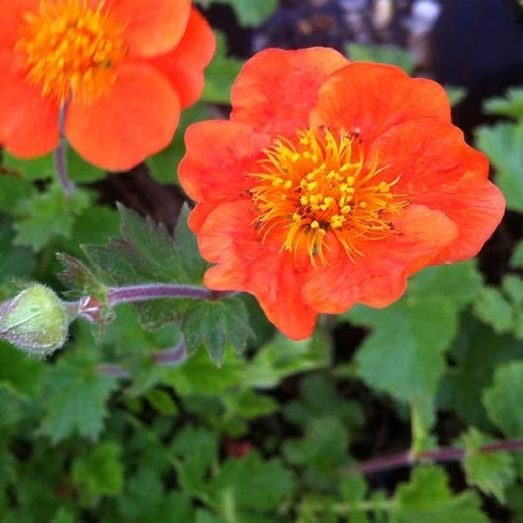 Geum chiloense Sigiswang - Chilenische Nelkenwurz