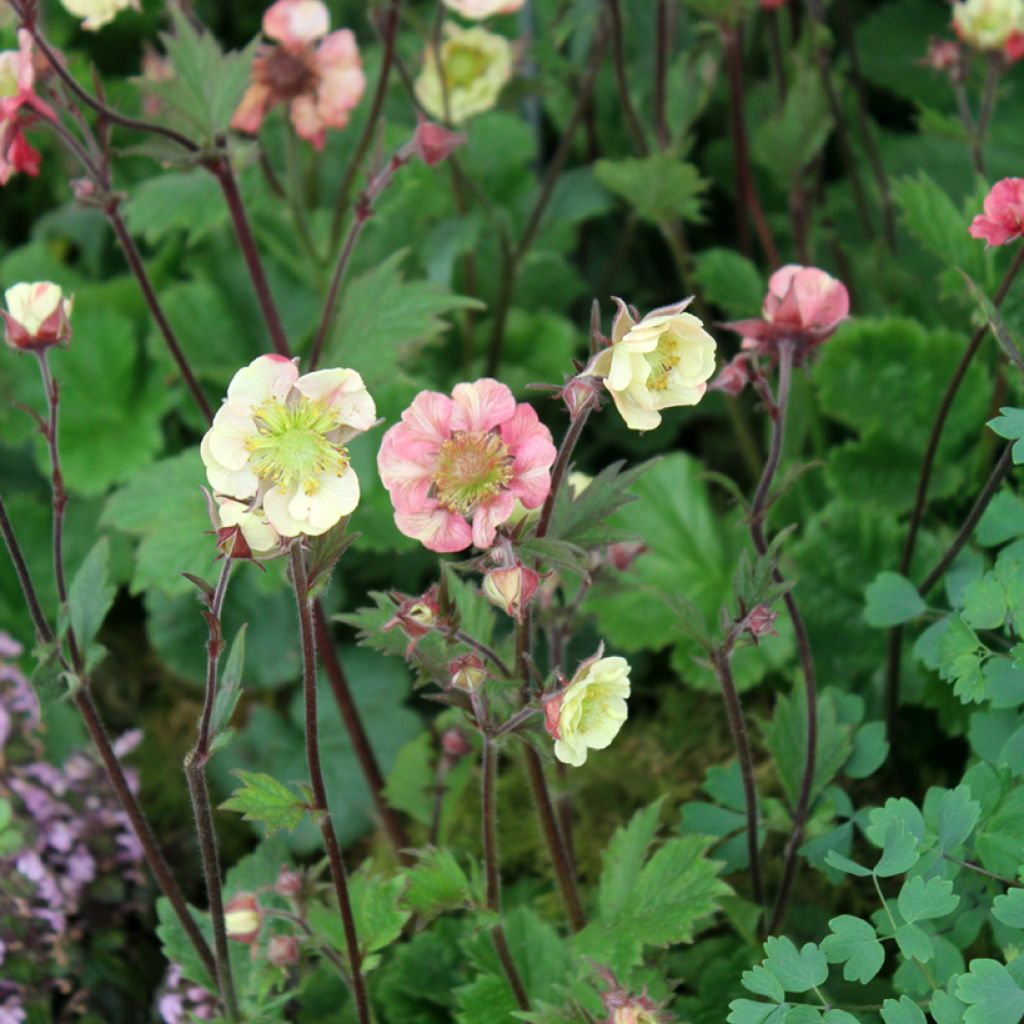 Geum Tempo Rose - Nelkenwurz