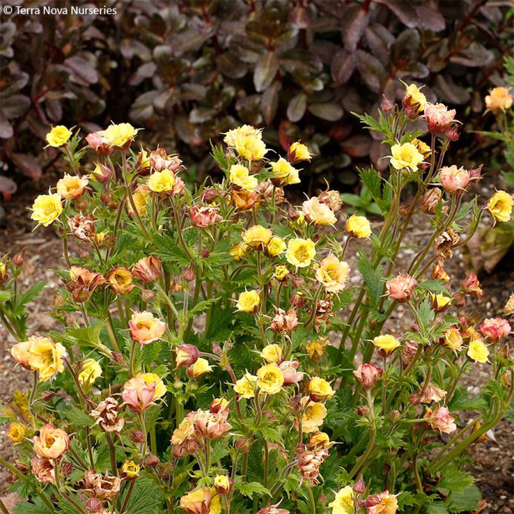 Geum Tempo Yellow - Nelkenwurz