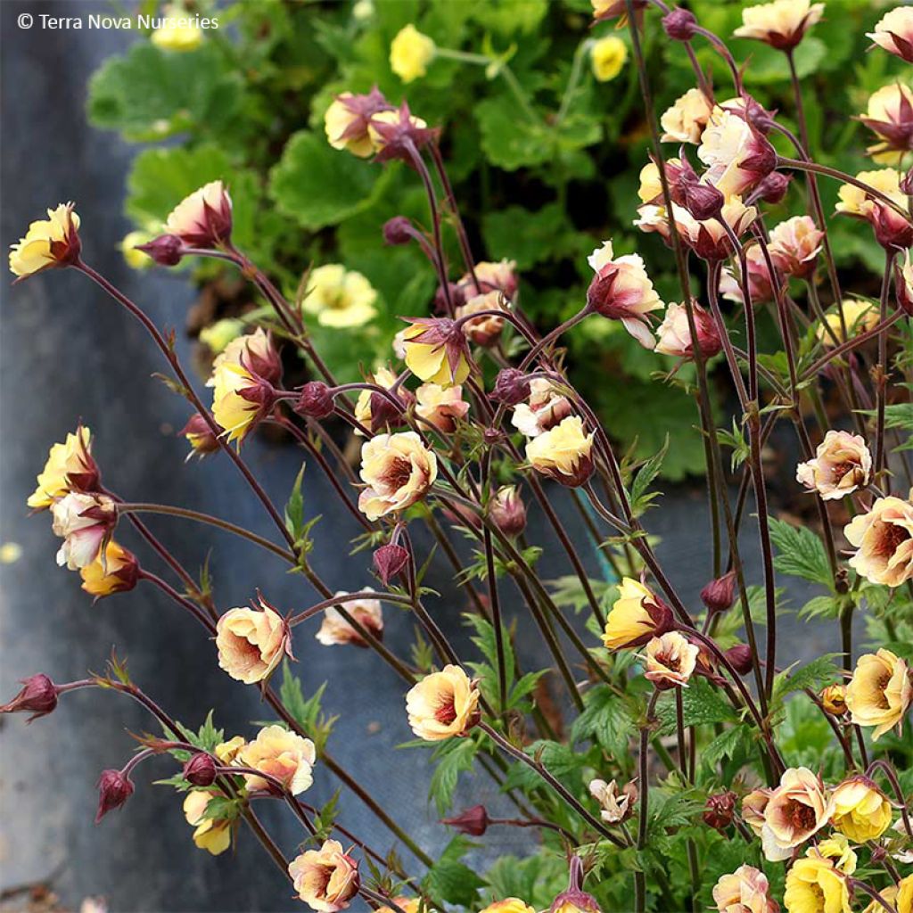 Geum Tempo Yellow - Benoîte