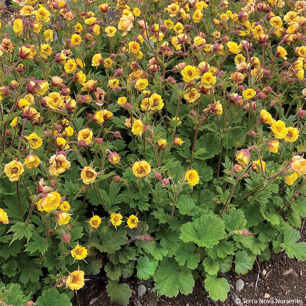 Geum Tempo Yellow - Benoîte