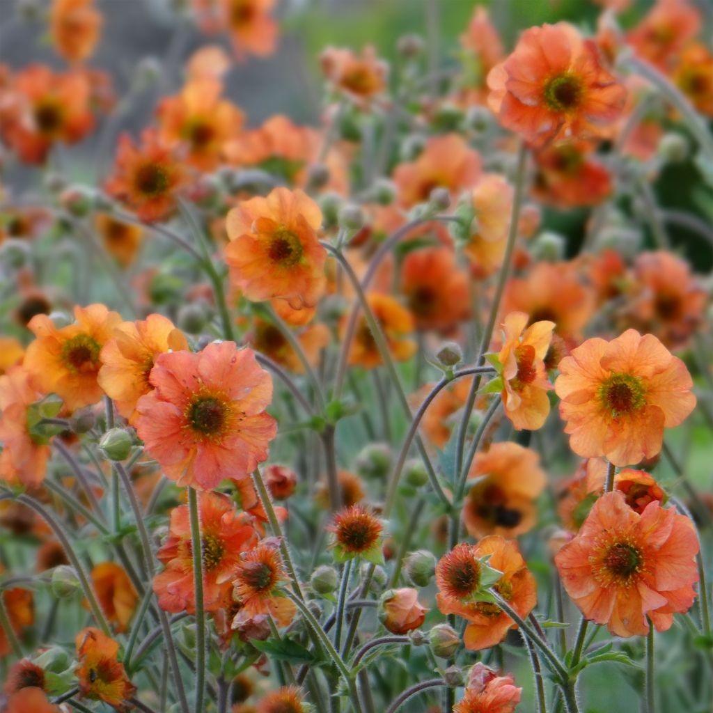 Geum Totally Tangerine - Nelkenwurz