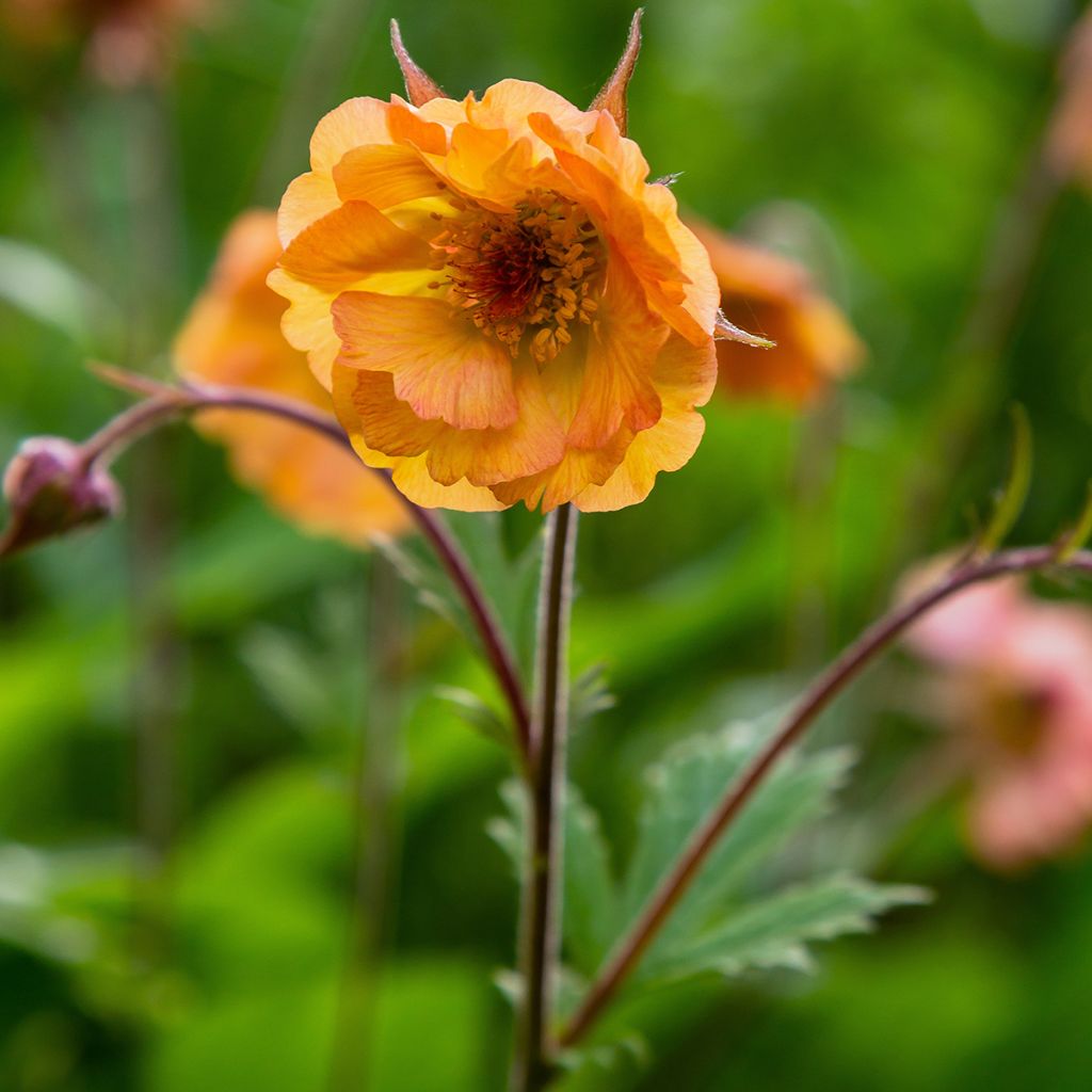 Geum Totally Tangerine - Nelkenwurz