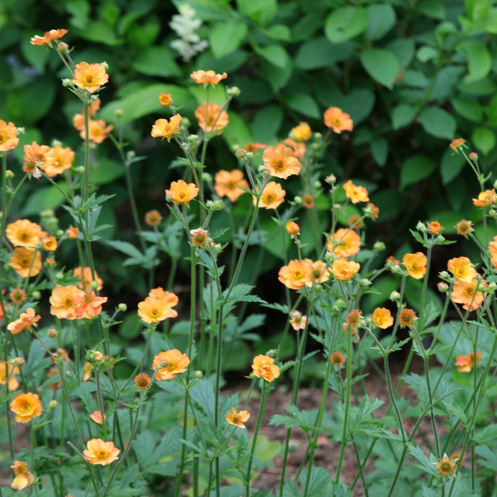 Geum Totally Tangerine - Nelkenwurz