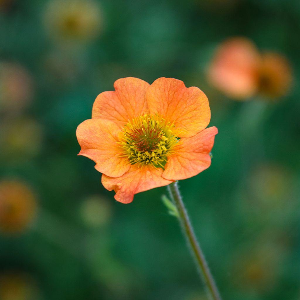 Geum Totally Tangerine - Nelkenwurz