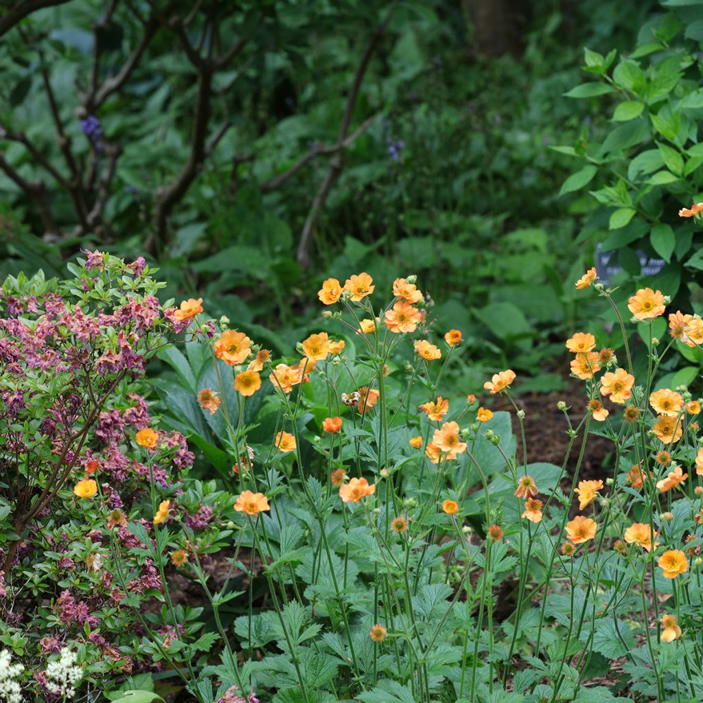 Geum Totally Tangerine - Nelkenwurz