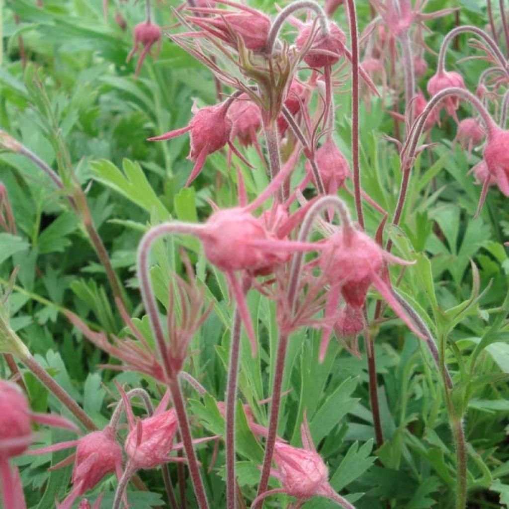 Geum triflorum - Dreiblütige Nelkenwurz