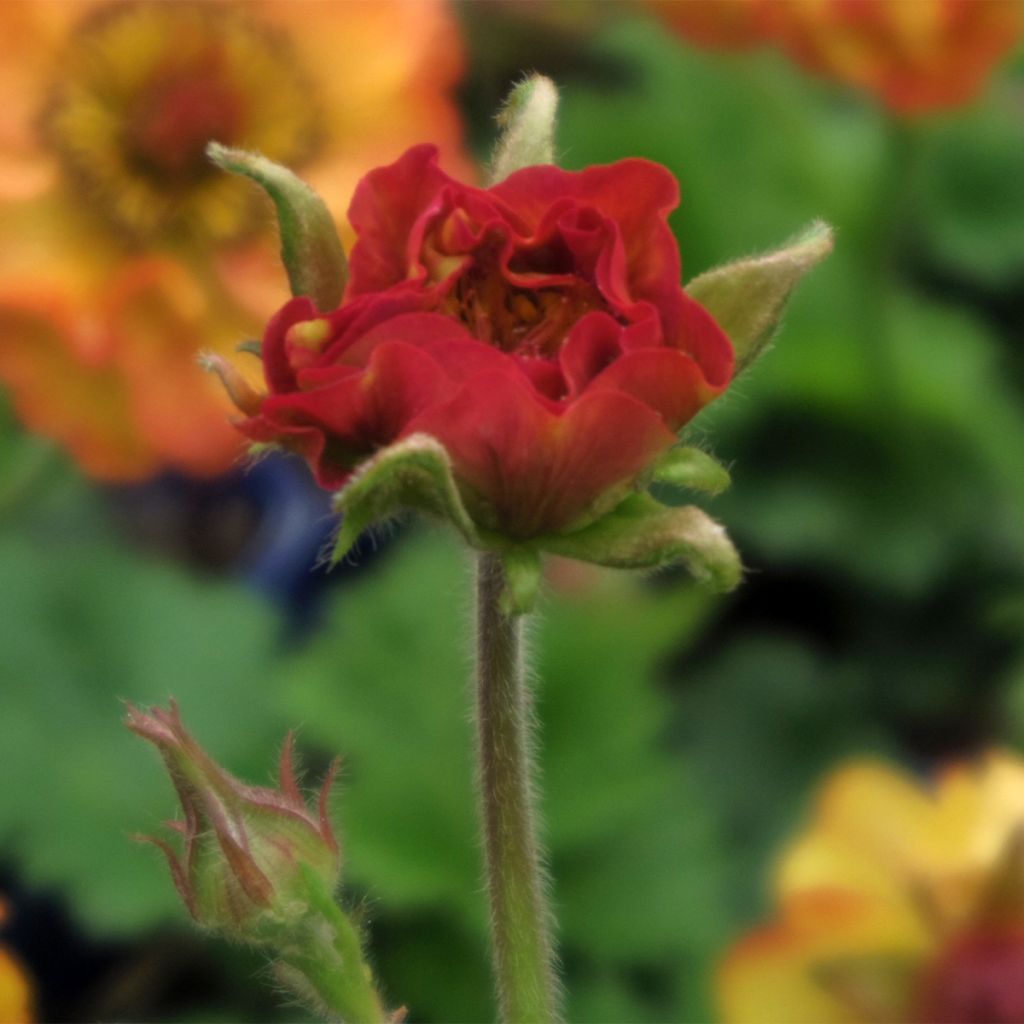 Geum Tutti Frutti - Nelkenwurz