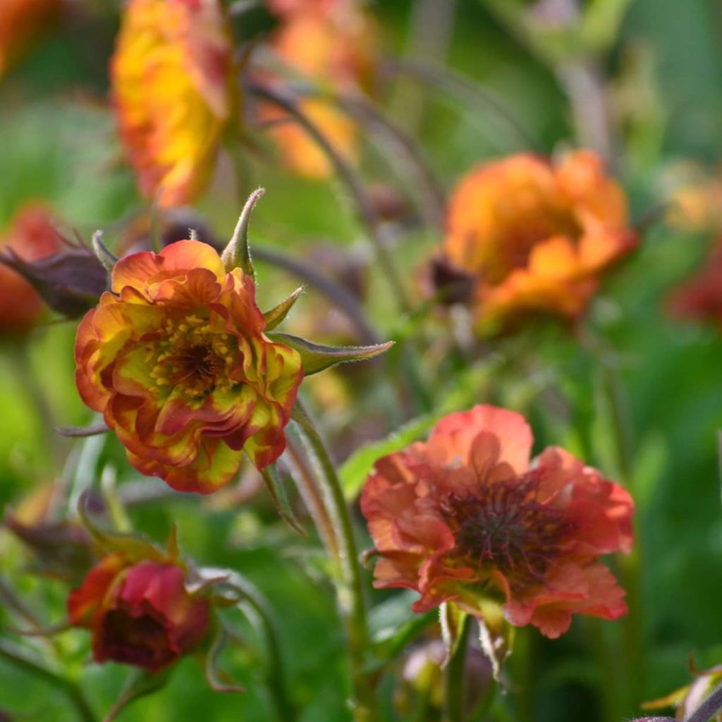 Geum Tutti Fruttii - Benoîte jaune orangé