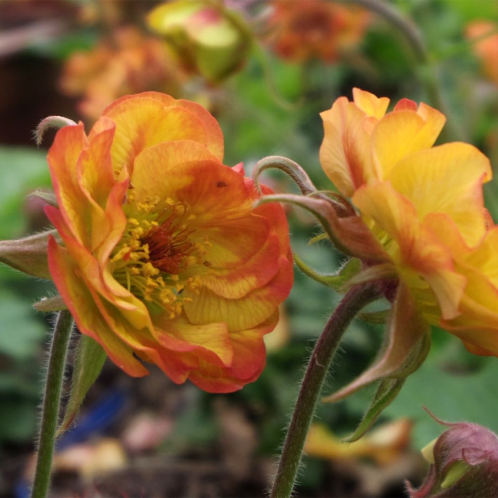 Geum Tutti Frutti - Nelkenwurz