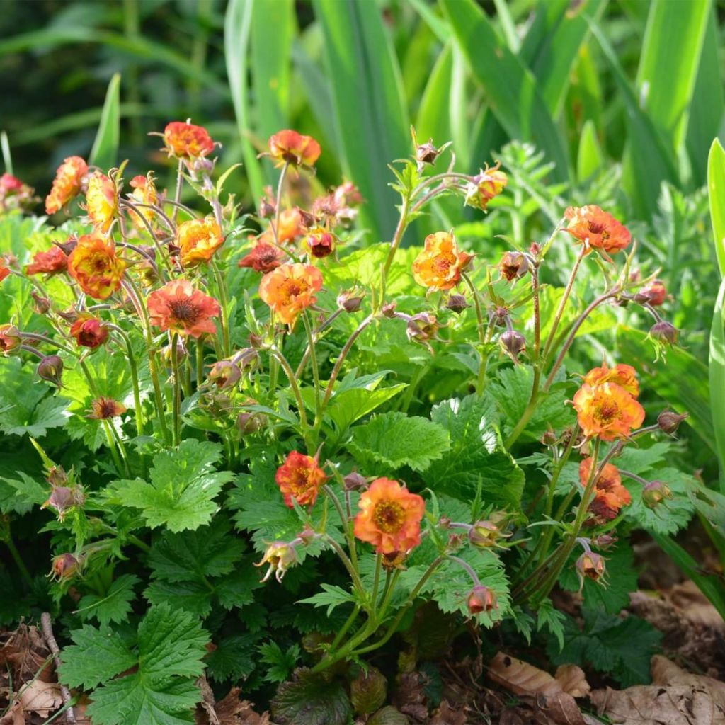 Geum Tutti Fruttii - Benoîte jaune orangé