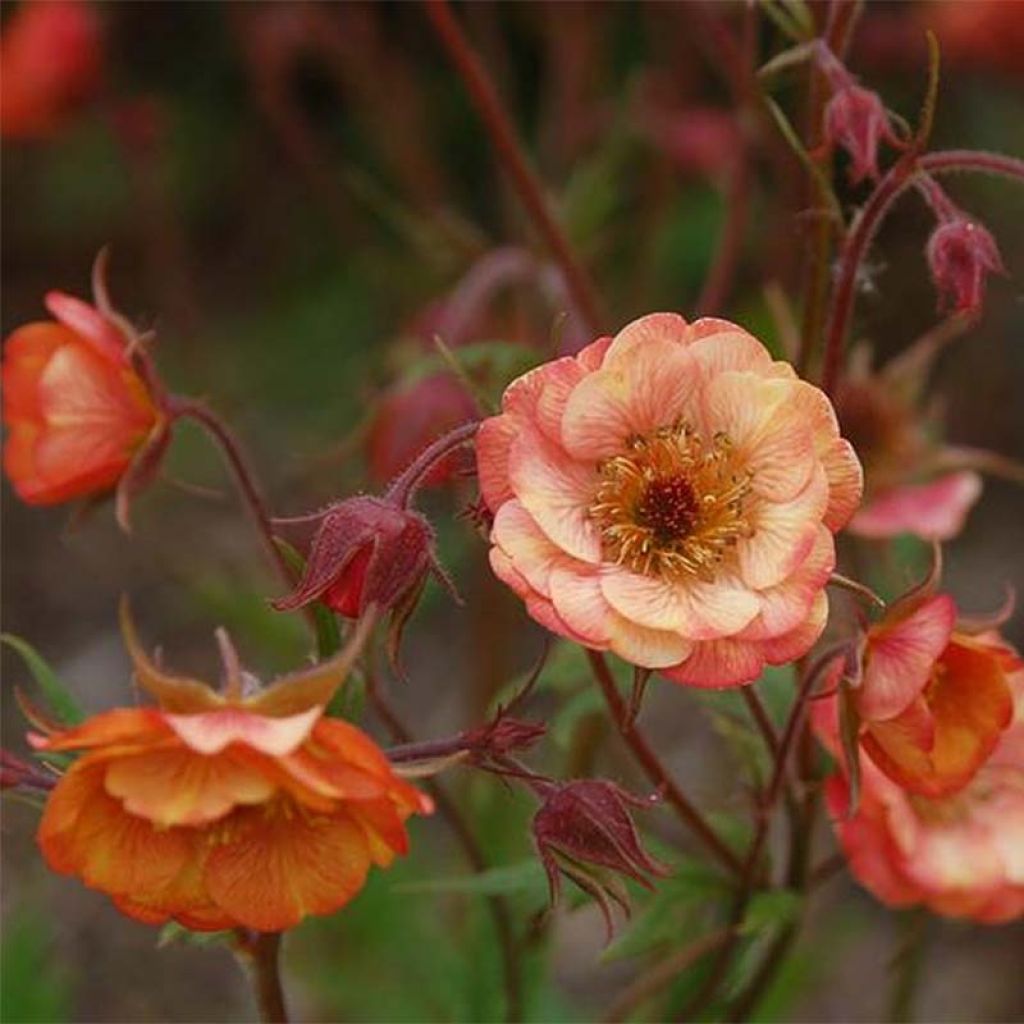 Geum coccineum Cocktail Wet Kiss - Scharlachrote Nelkenwurz