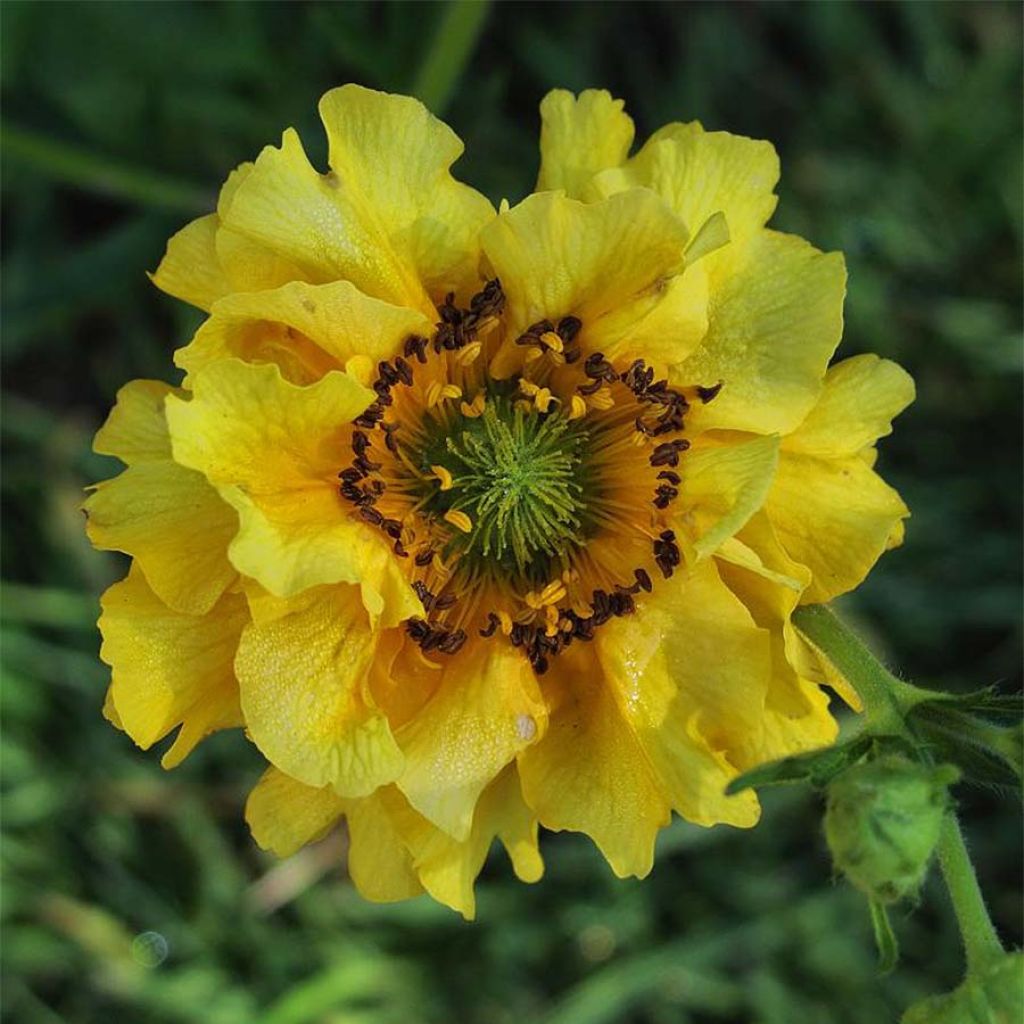 Geum chiloense Lady Stratheden - Chilenische Nelkenwurz