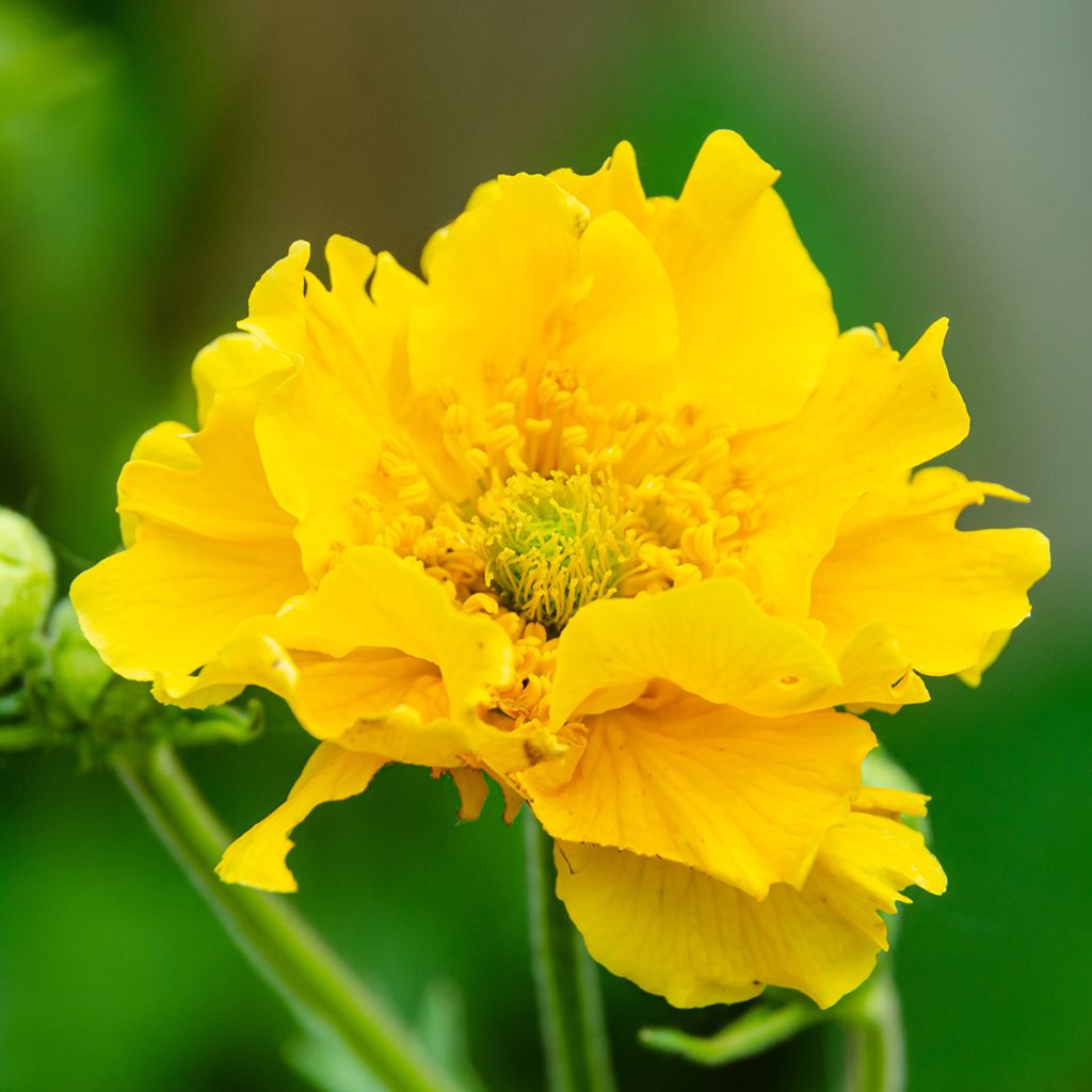 Geum chiloense Lady Stratheden - Chilenische Nelkenwurz