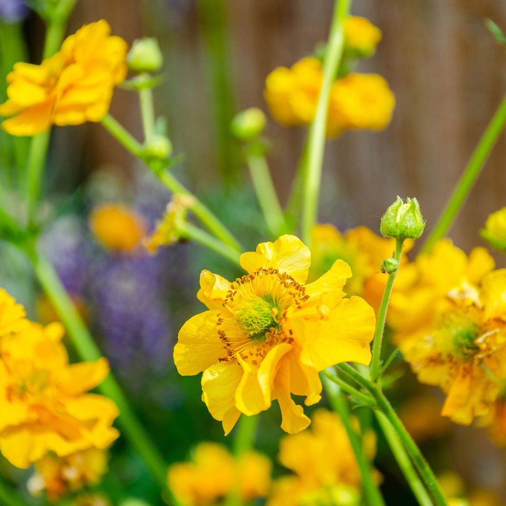 Geum chiloense Lady Stratheden - Chilenische Nelkenwurz