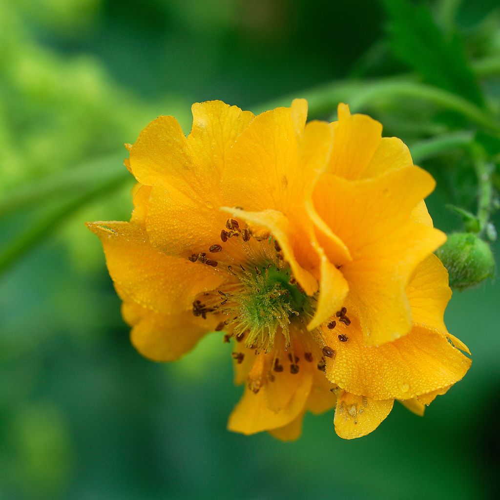 Geum chiloense Lady Stratheden - Chilenische Nelkenwurz