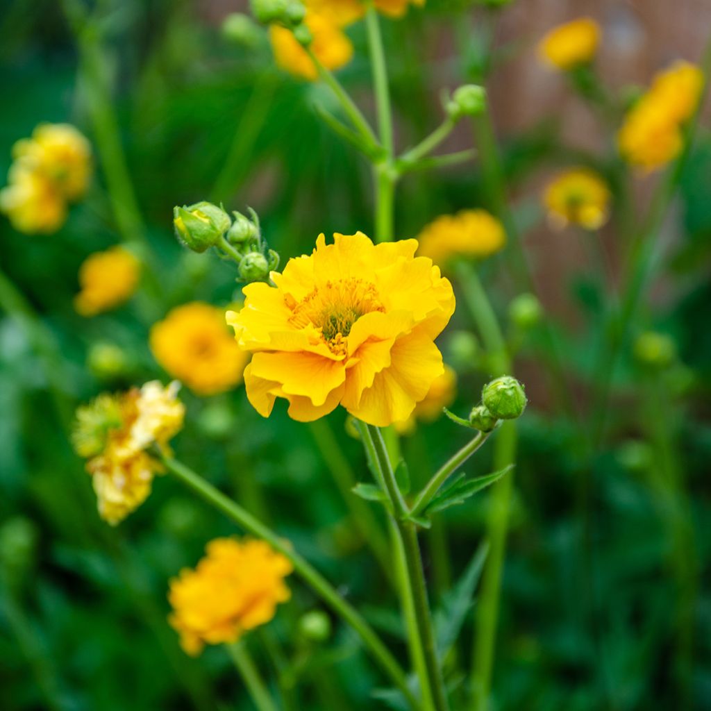 Geum chiloense Lady Stratheden - Chilenische Nelkenwurz